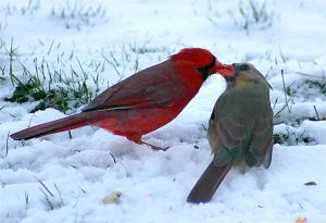 Cardinals